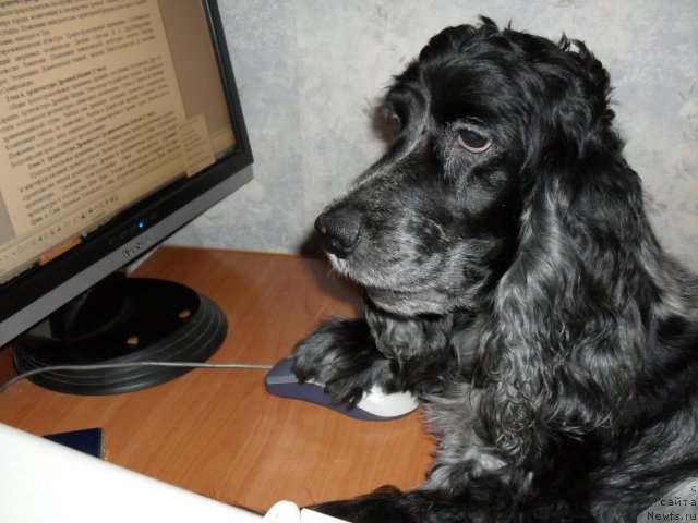 Фото: Любимица Даши кокер Ася
