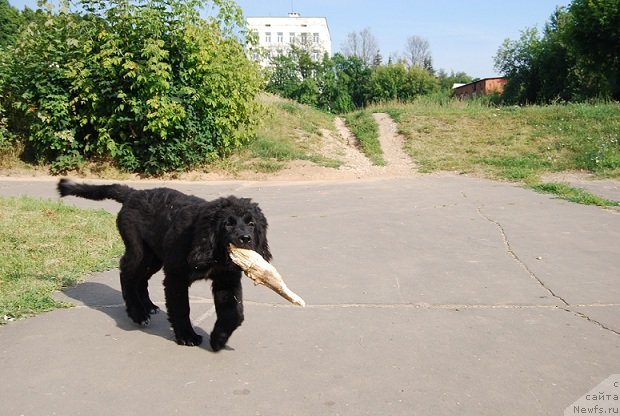 Фото: ньюфаундленд Супер Премиум Лав Ми Тендер