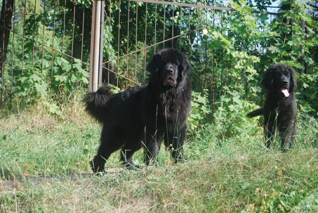 Фото: ньюфаундленд Антей Гранд Победитель, ньюфаундленд Супер Премиум Лав Ми Тендер