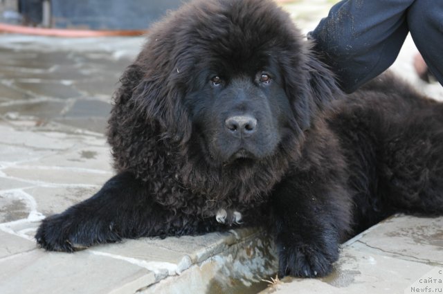 Фотография № 103898