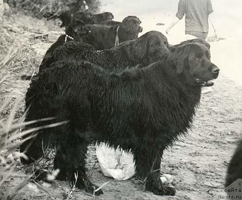 Фото: ньюфаундленд Клеопатра Мар