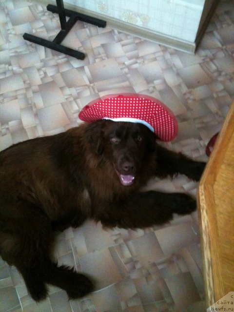 Фото: ньюфаундленд Ван Лен Тайм Женевьева