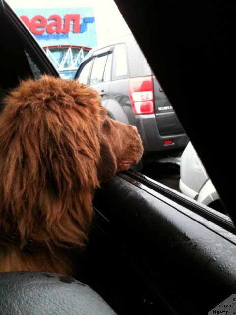 Фото: ньюфаундленд Ван Лен Тайм Женевьева