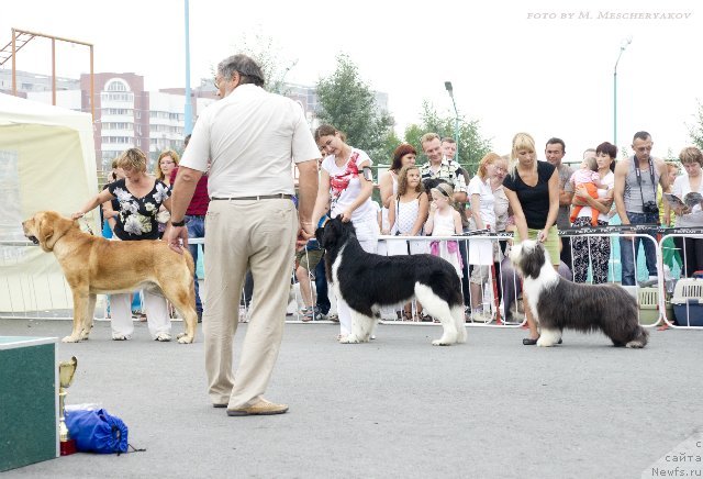 Фото: ньюфаундленд Супер Премиум Зиппи Сенсейшен
