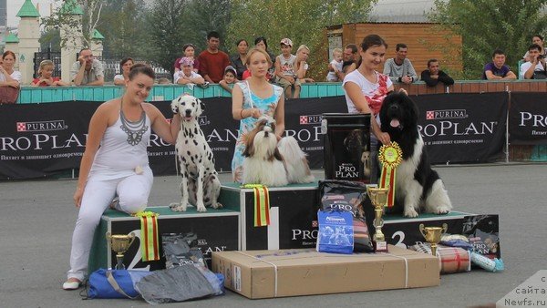 Фото: ньюфаундленд Супер Премиум Зиппи Сенсейшен