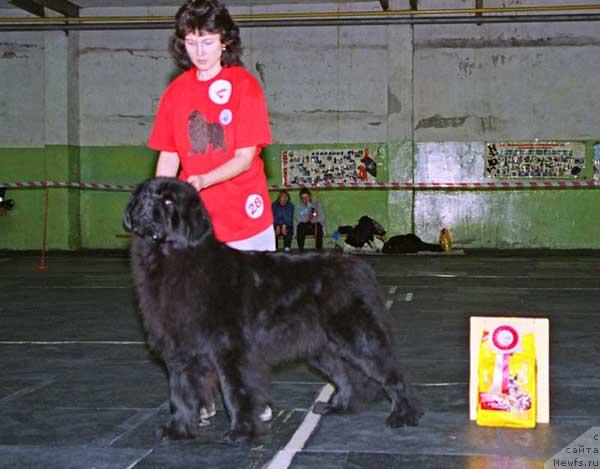 Фото: ньюфаундленд Её Величество от Сибирского Медведя (EE Velichestvo ot Sibirskogo Medvedja)