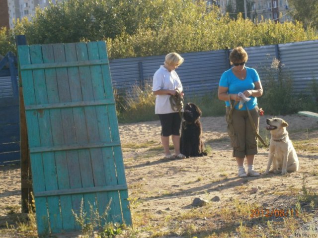 Фото: ньюфаундленд Бегущая по Волнам Центурион Приор