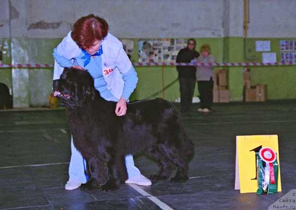 Фото: ньюфаундленд Чаннел Чам из Медвежьего Яра (Channel Charm  iz  Medvejyego Yara)