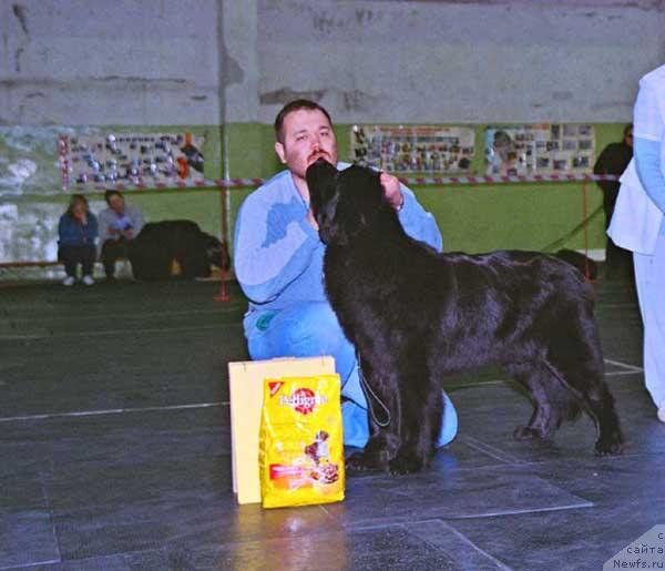 Фото: ньюфаундленд Дуняша с Берега Дона (Dunyasha s Berega Dona)