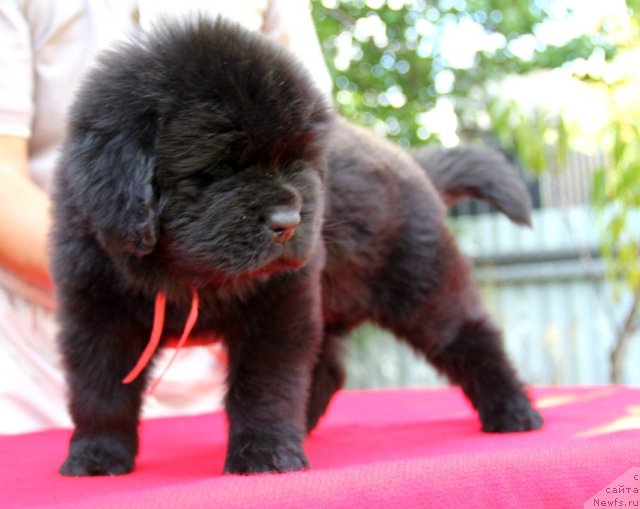 Фото: ньюфаундленд Аллегро Кон Брио Династия Совершенства (Allegro Con Brio Dinastiya Soverchenstva)