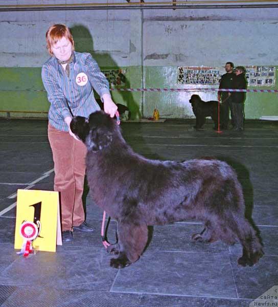 Фото: ньюфаундленд Велл Спирит Лилит (Vell Spirit Lillit)