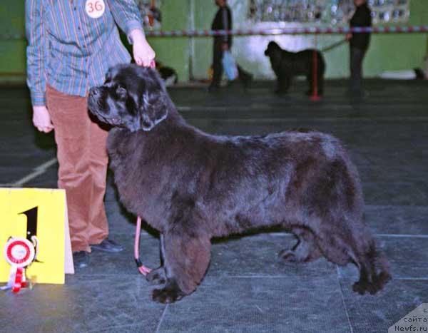 Фото: ньюфаундленд Велл Спирит Лилит (Vell Spirit Lillit)