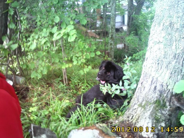 Фото: ньюфаундленд Несси Блэк с  Лесной Заимки