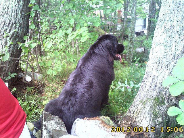 Фото: ньюфаундленд Несси Блэк с  Лесной Заимки