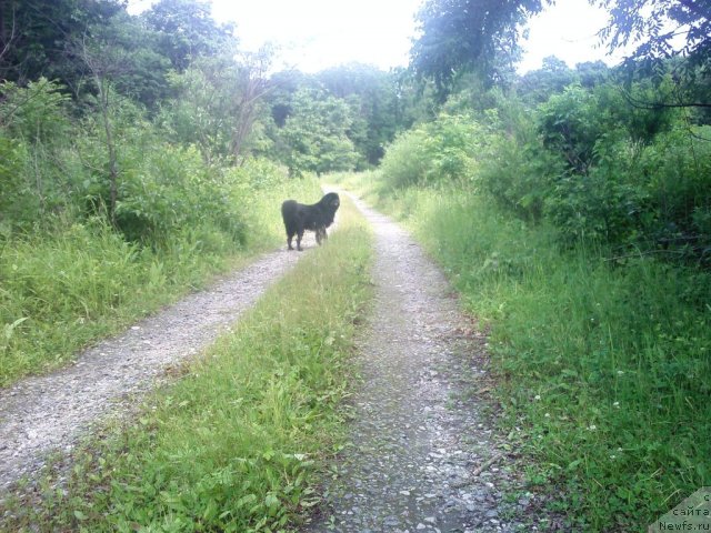 Фото: ньюфаундленд Несси Блэк с  Лесной Заимки