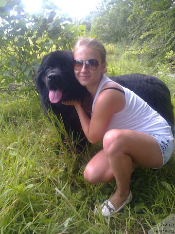 Фото: ньюфаундленд Несси Блэк с  Лесной Заимки