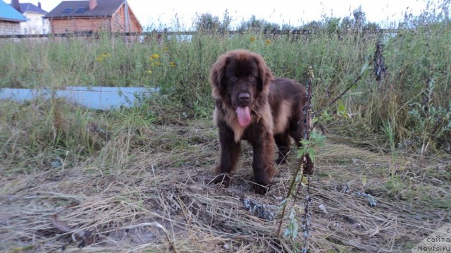 Фото: ньюфаундленд Ван Лен Тайм Женевьева