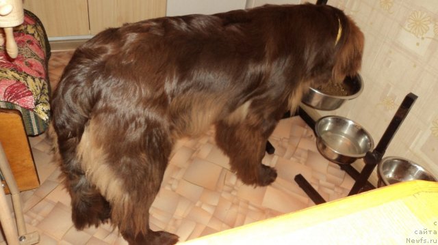 Фото: ньюфаундленд Ван Лен Тайм Женевьева