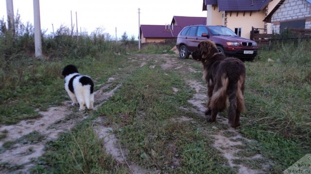 Фото: ньюфаундленд Плюшевая Панда Царская Особа Фике (Plushevaya Pandа Tsаrskaya Osoba Fike)