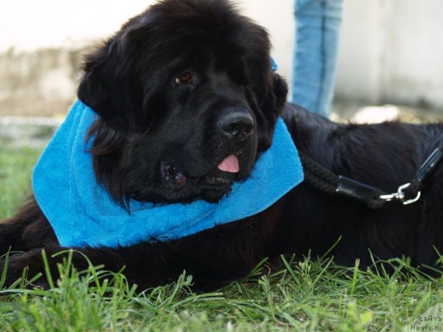 Фото: ньюфаундленд Плюшевая Панда Устинья Савельевна (Plushevaya Panda Ustinja Savelevna)