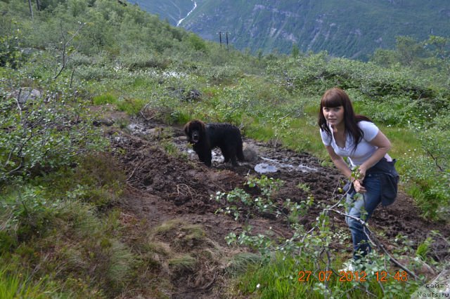 Фото: ньюфаундленд Смигар Сокол Ясный