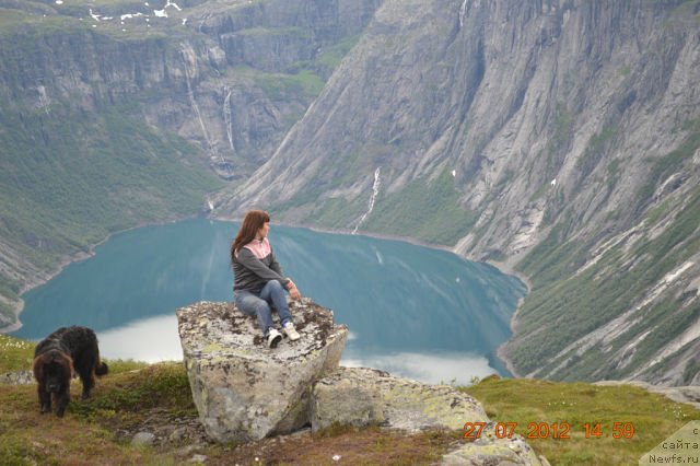 Фото: ньюфаундленд Смигар Сокол Ясный