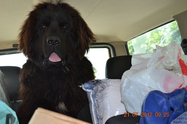 Фото: ньюфаундленд Смигар Сокол Ясный