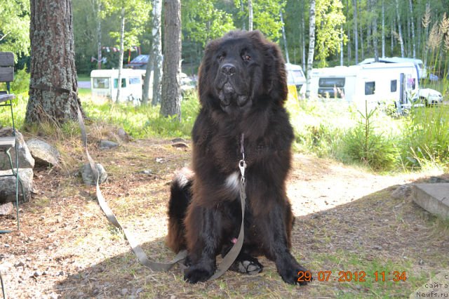 Фото: ньюфаундленд Смигар Сокол Ясный