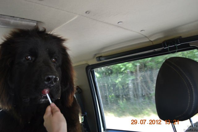 Фото: ньюфаундленд Смигар Сокол Ясный