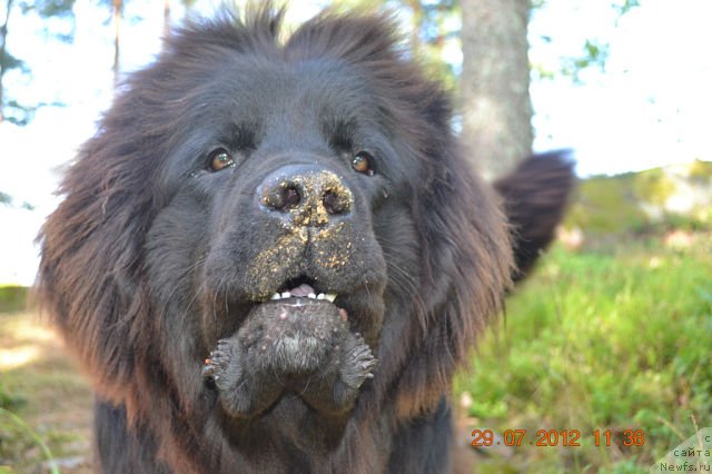 Фото: ньюфаундленд Смигар Сокол Ясный