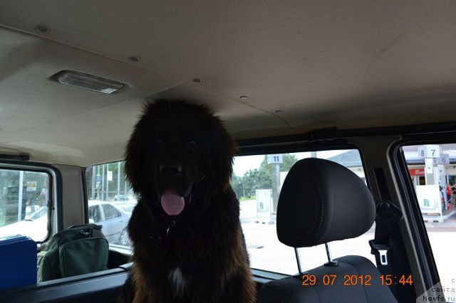 Фото: ньюфаундленд Смигар Сокол Ясный