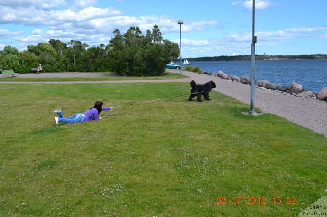 Фото: ньюфаундленд Смигар Сокол Ясный