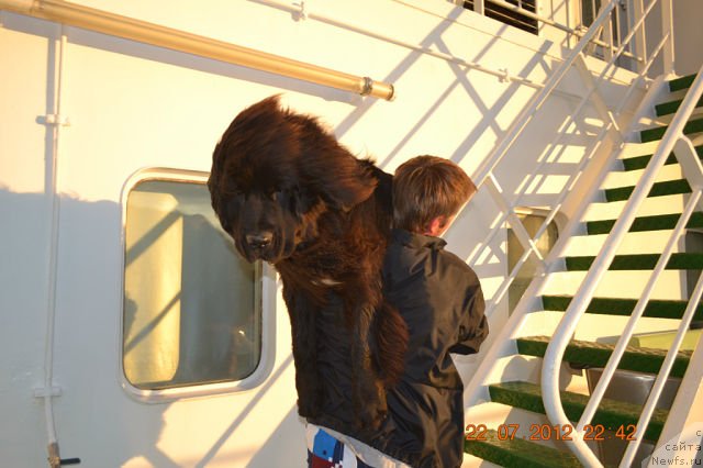 Фото: ньюфаундленд Смигар Сокол Ясный