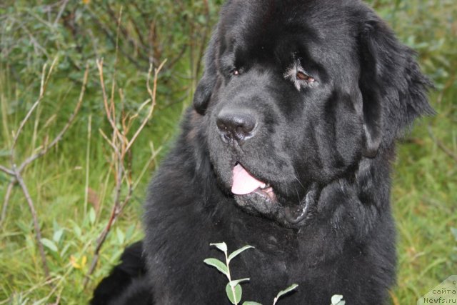 Фото: ньюфаундленд Бегущая по Волнам Зеро Коол