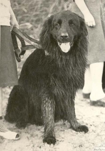 Фото: ньюфаундленд Курт