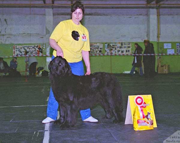 Фото: ньюфаундленд Грейзи (Greyzi)