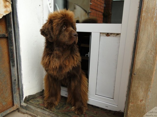 Фото: ньюфаундленд Бархатка Роскошная