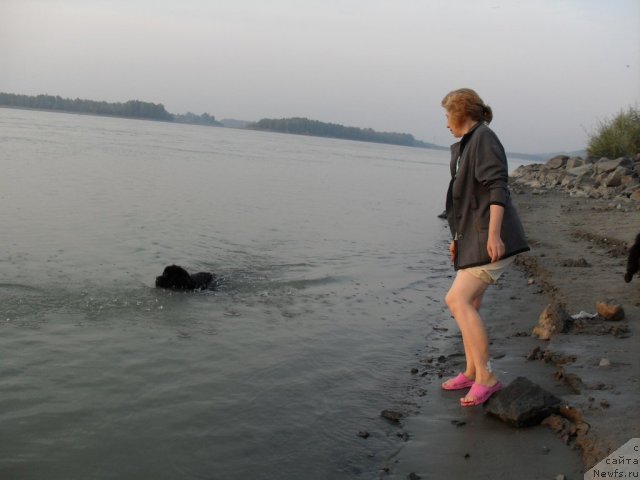 Фото: ньюфаундленд Дивная Ночь из Тихого Омута