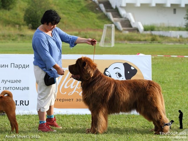 Фото: ньюфаундленд Aetna vom Riesrand, Варвара Рыбалова