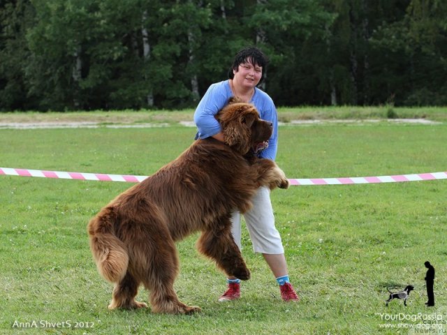 Фото: ньюфаундленд Aetna vom Riesrand, Варвара Рыбалова