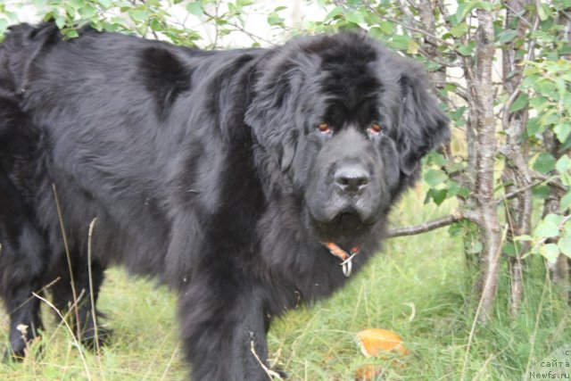 Фото: ньюфаундленд Глория Гранд Блек