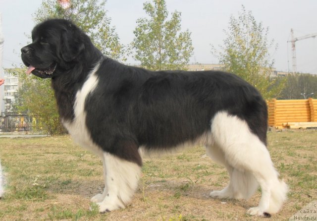 Фото: ньюфаундленд Супер Премиум Зиппи Сенсейшен