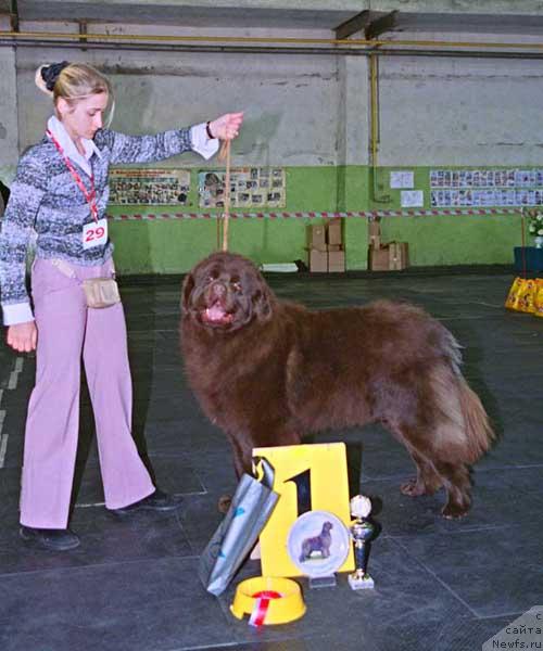 Фото: ньюфаундленд Оскар Шоколадный Мишка (Oscar Chocoladny Mishka)