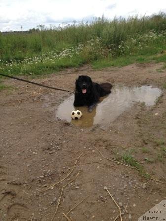 Фото: ньюфаундленд Бонни Флайт