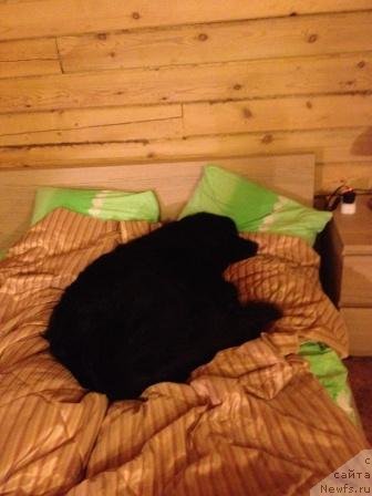 Фото: ньюфаундленд Бонни Флайт