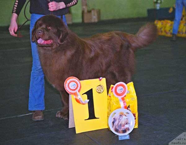 Фото: ньюфаундленд Яков Бурс с Берега Дона