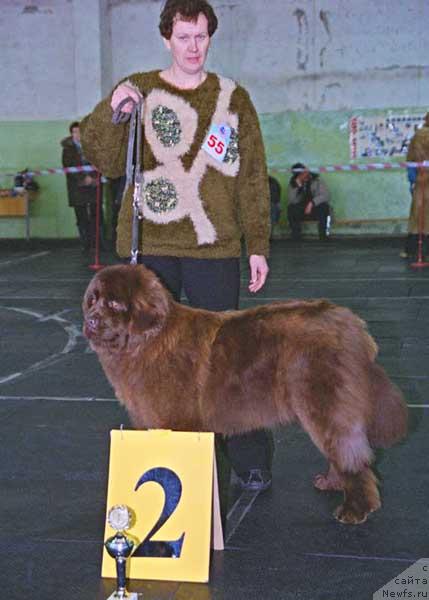 Фото: ньюфаундленд Орхидея Зе Голден Сюрпрайз от Батерфляй