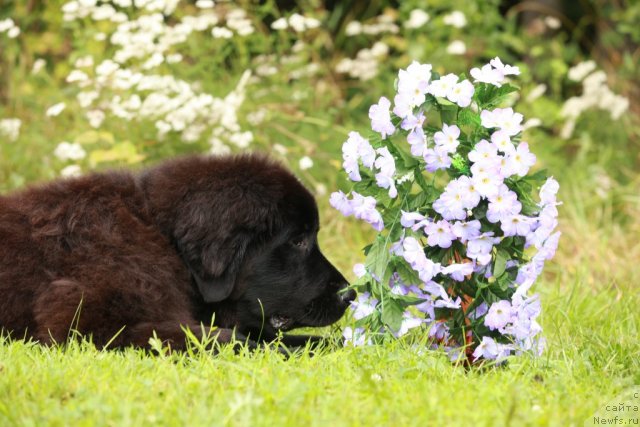 Фото: ньюфаундленд Донатс Прайд Бэт Мидлер