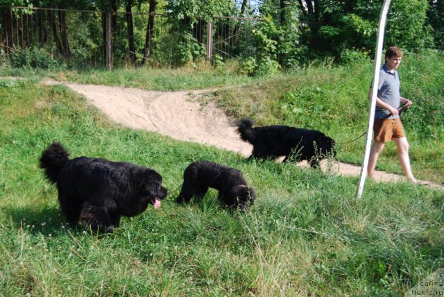 Фото: ньюфаундленд Face of an Angel Giant's Island, ньюфаундленд Антей Гранд Победитель, ньюфаундленд Супер Премиум Лав Ми Тендер