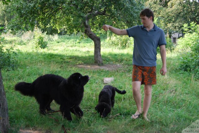 Фото: ньюфаундленд Антей Гранд Победитель